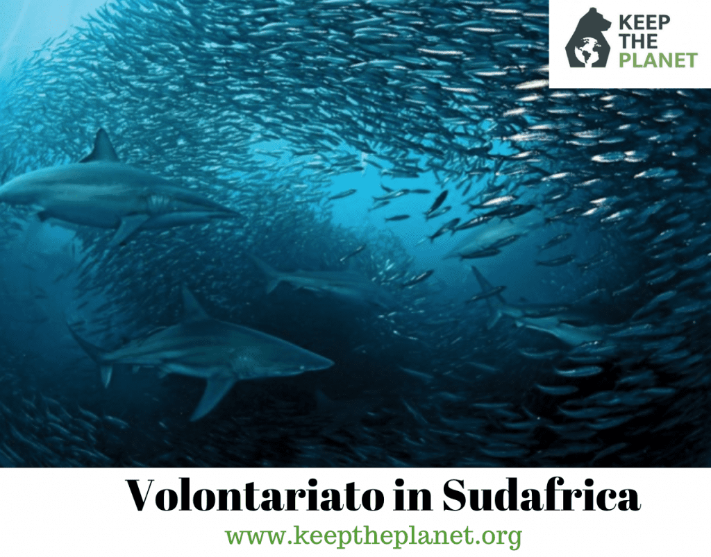 volontariato ambientale in sudafrica