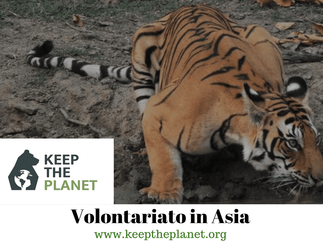 Volontariato ambientale in Asia con animali nei santuari naturalistici