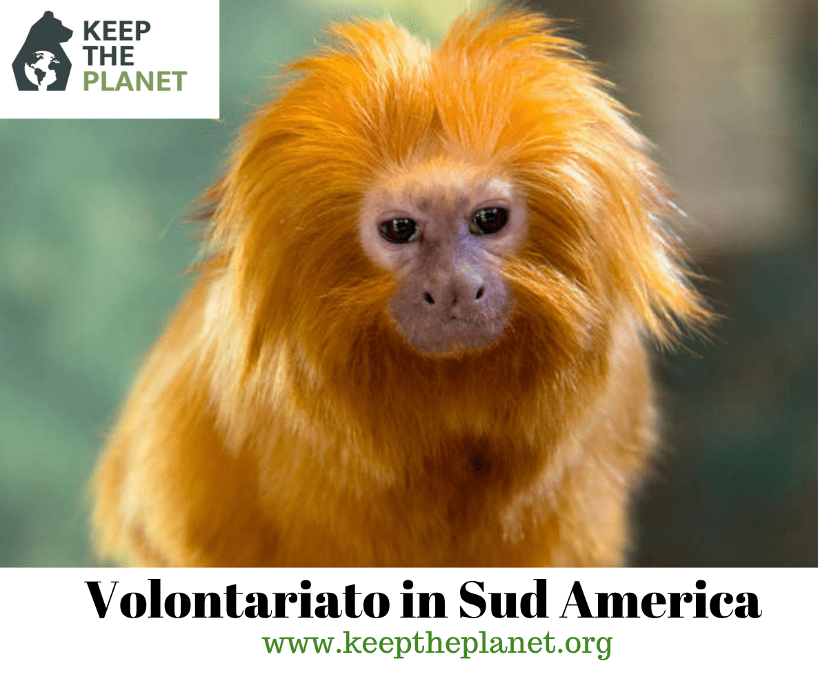 Volontariato in Sud America nei santuari naturalistici per aiutare gli  animali