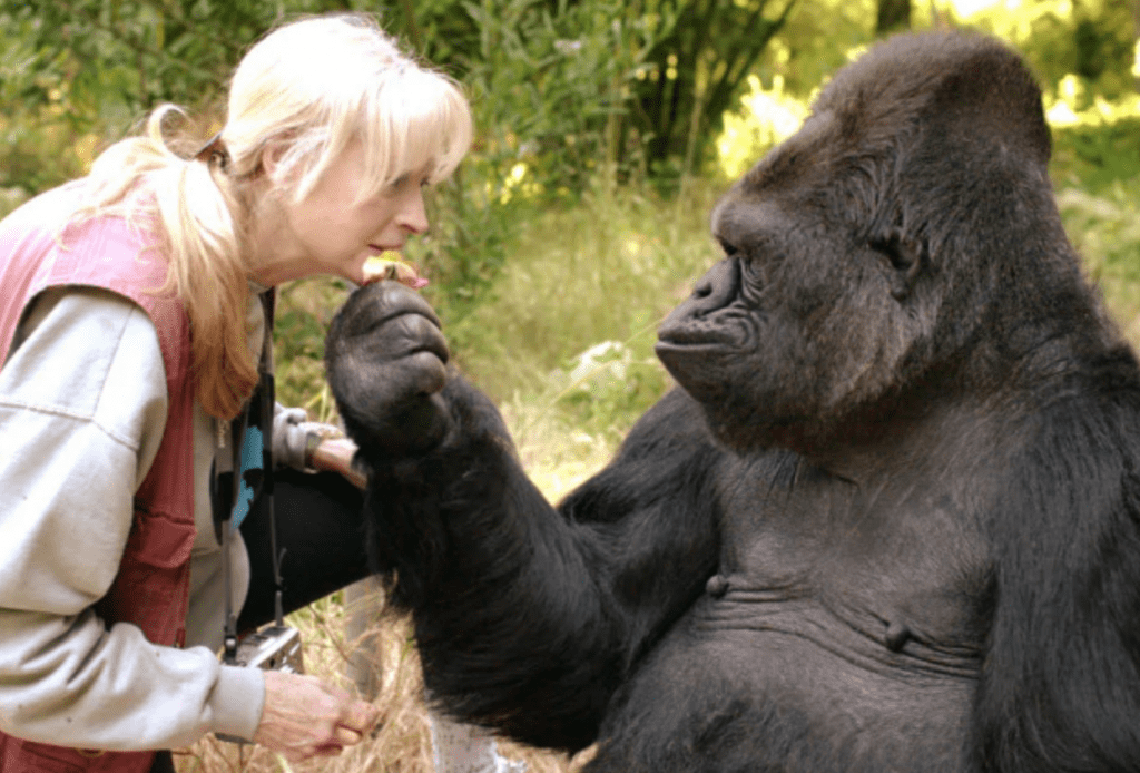 volontariato ambientale in uganda