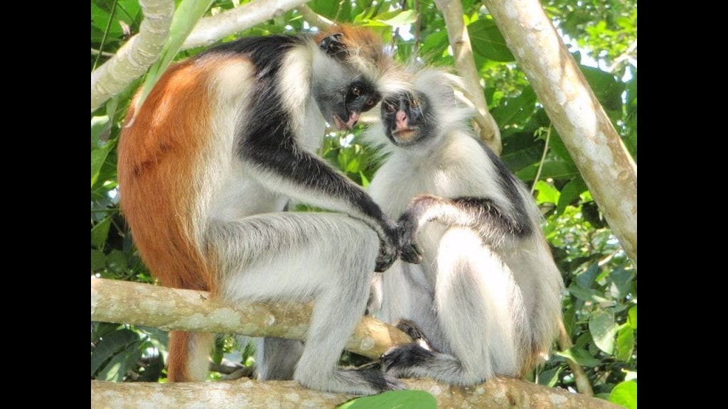 volontariato ambientale a zanzibar