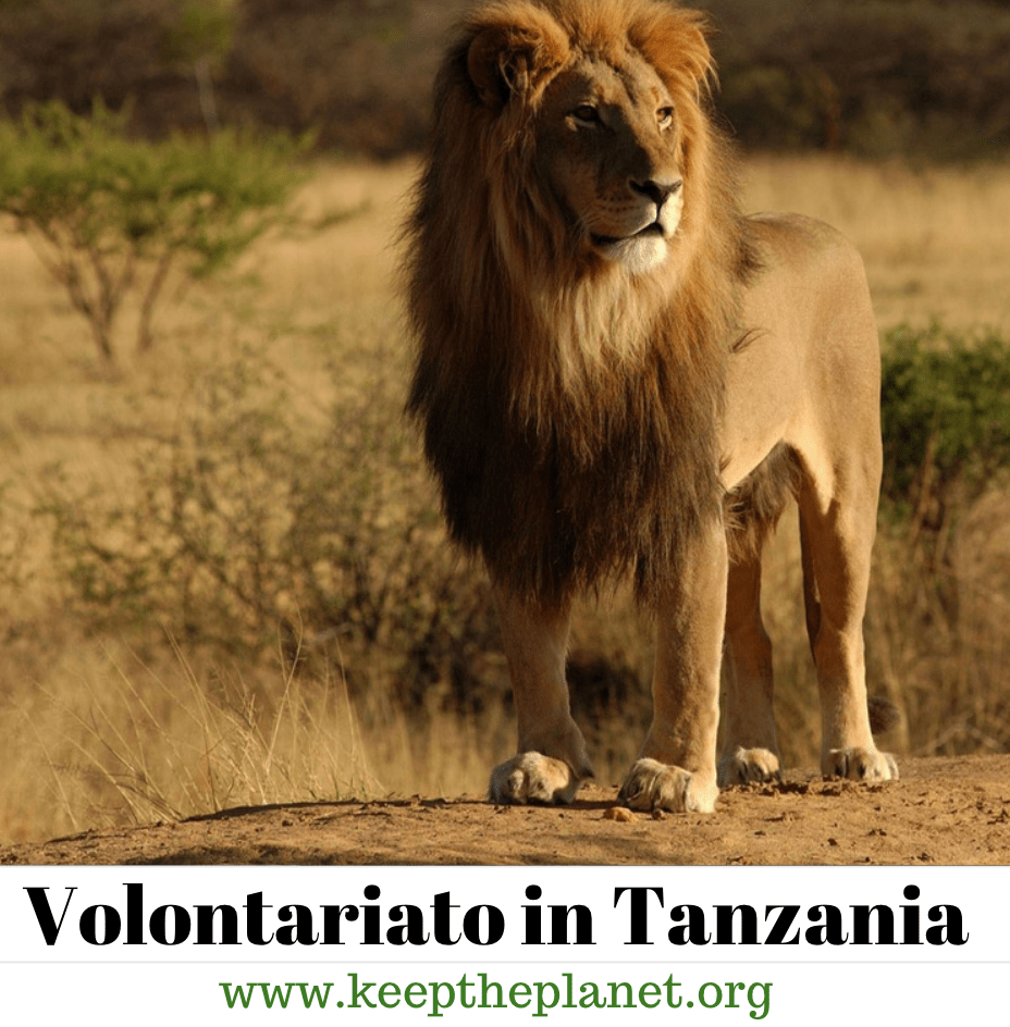 volontariato in Tanzania