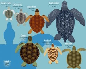 turtles tartarughe leatherback ridley generali cenni maui oahu roam loggerhead proteggerle conservazione keeptheplanet kemps