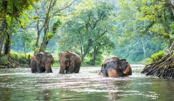 volontariato ambientale in thailandia