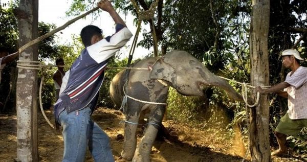 volontariato con elefanti in Thailandia