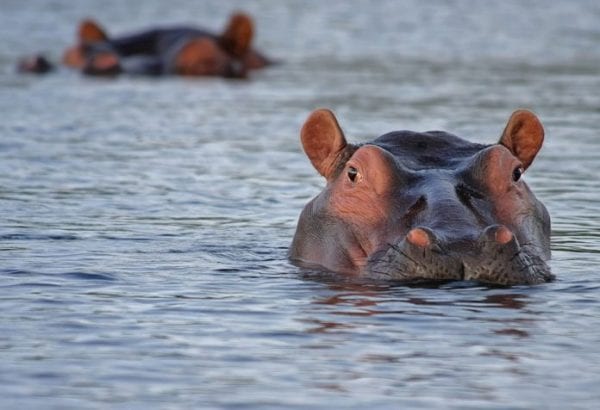 ippopotamo di pablo escobar