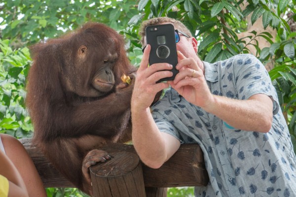 no selfie con animali selvatici