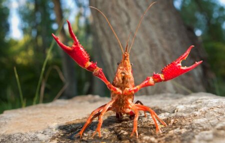 gambero rosso della louisiana specie aliena