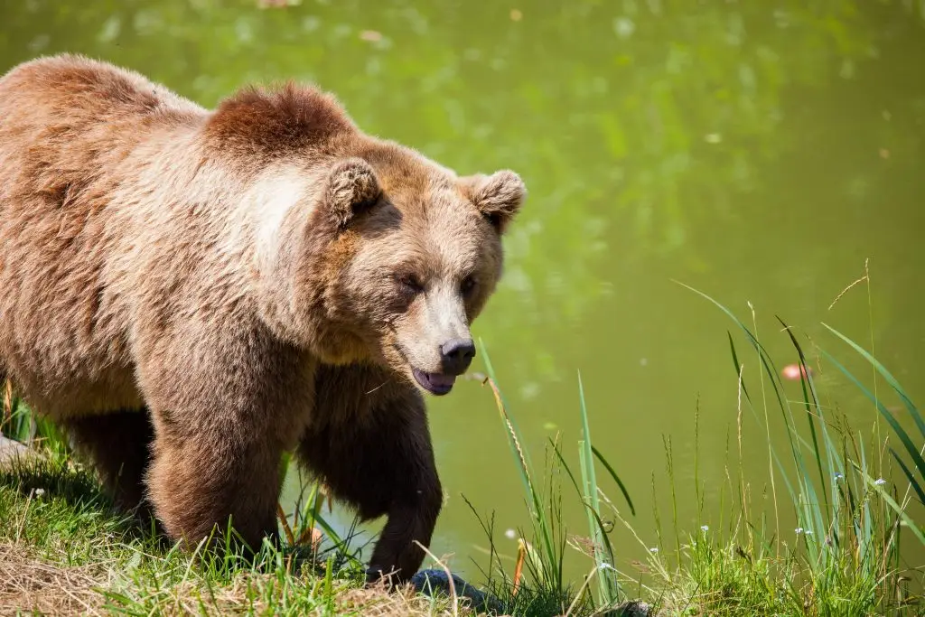 orso in trentino